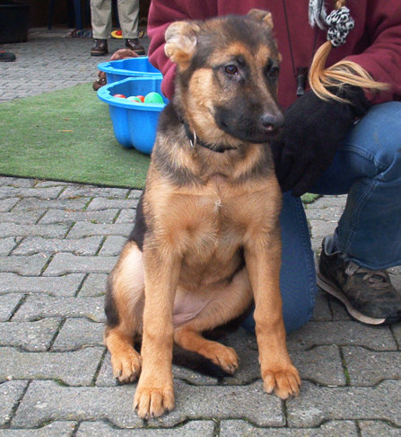 Deutscher Sch&auml;ferhund