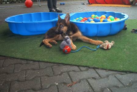 Deutscher Sch&auml;ferhund