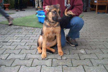 Deutscher Sch&auml;ferhund