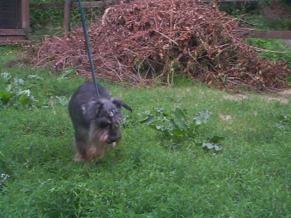 Der Schnauzer