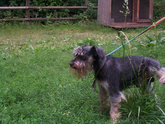 Der Schnauzer