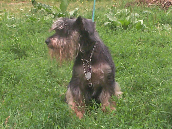 Der Schnauzer