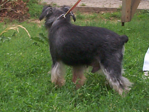 Der Schnauzer