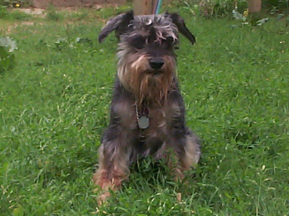 Der Schnauzer