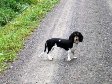 Schweizer Niederlaufhunde