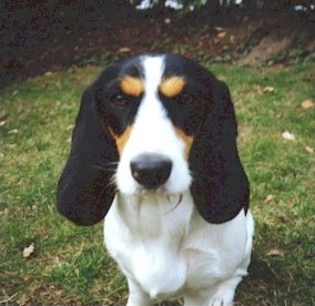 Schweizer Niederlaufhunde