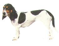 Schweizer Niederlaufhunde