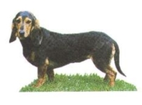 Schweizer Niederlaufhunde