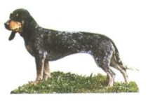 Schweizer Niederlaufhunde