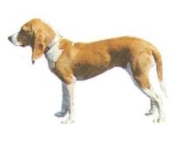 Schweizer Niederlaufhunde