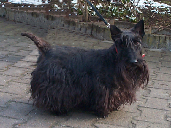 Der Scottish Terrier