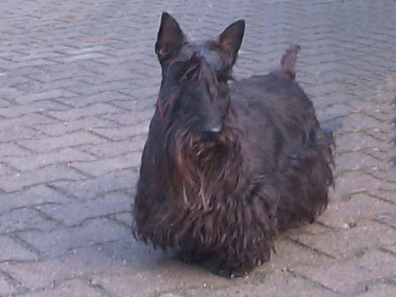 Der Scottish Terrier