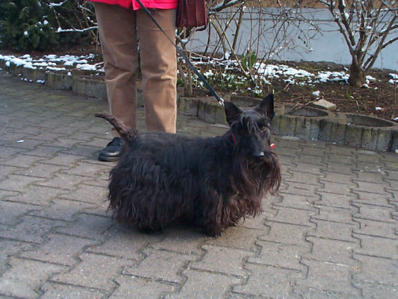 Der Scottish Terrier