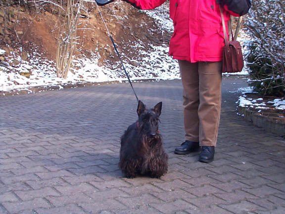 Der Scottish Terrier