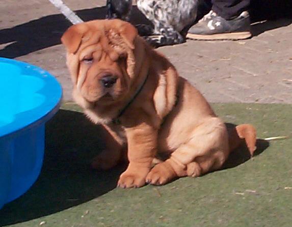 Shar Pei