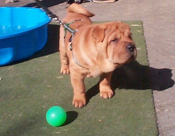 Shar Pei