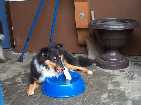 Sheltie