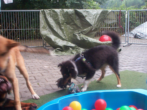 Sheltie
