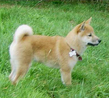 Der Shiba Inu