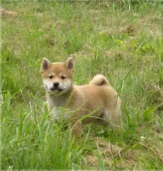 Der Shiba Inu