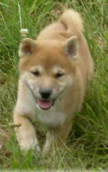 Der Shiba Inu