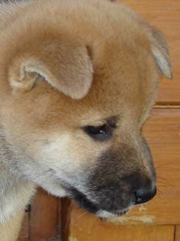 Der Shiba Inu