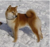 Der Shiba Inu