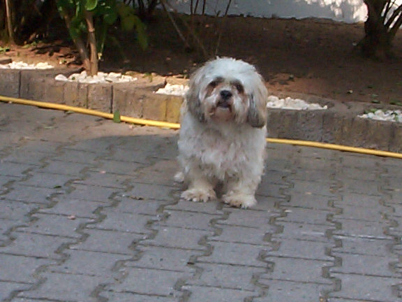 Der Shi Tzu