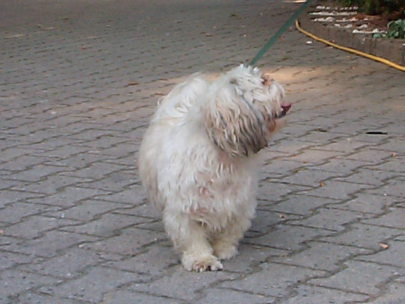 Der Shi Tzu