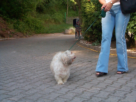 Der Shi Tzu