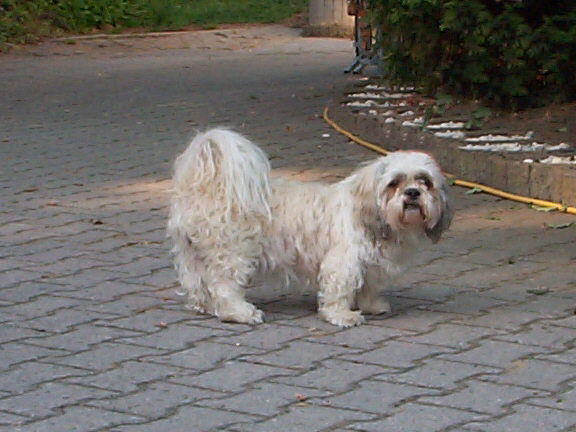 Der Shi Tzu