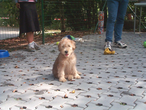 Der Soft Coated Wheaten Terrier