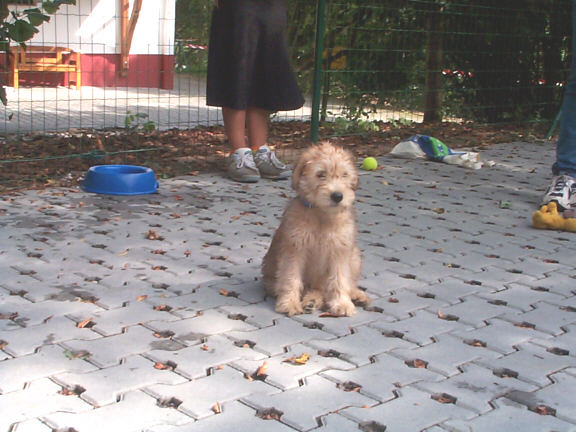 Der Soft Coated Wheaten Terrier