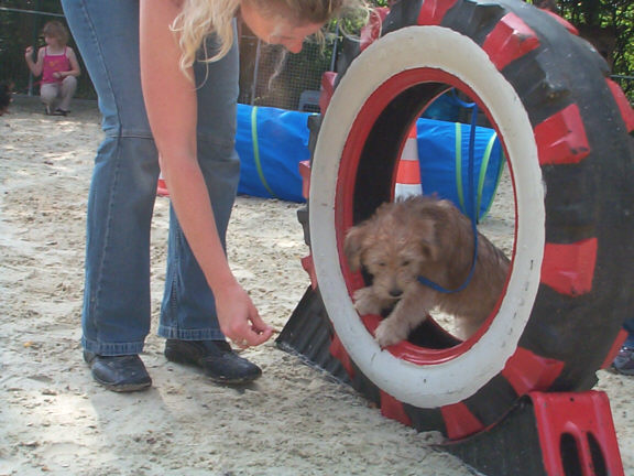Der Soft Coated Wheaten Terrier