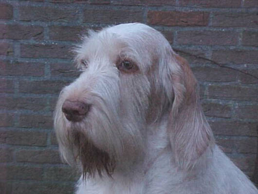 Der Spinone Italiano
