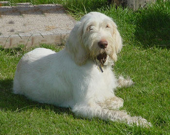 Der Spinone Italiano