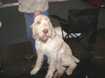 Der Spinone Italiano
