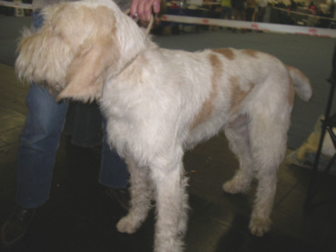 Der Spinone Italiano