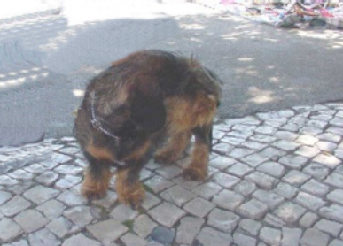 Teckel