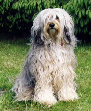 Der Tibet Terrier