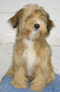 Der Tibet Terrier