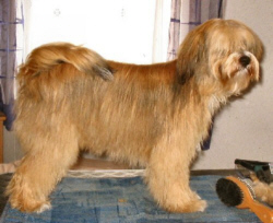 Der Tibet Terrier