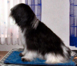Der Tibet Terrier