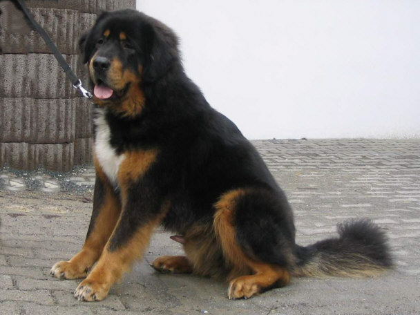 Der Tibet Mastiff