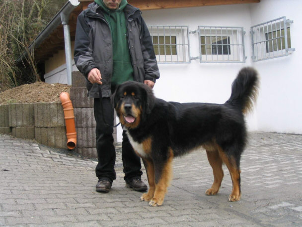 Der Tibet Mastiff