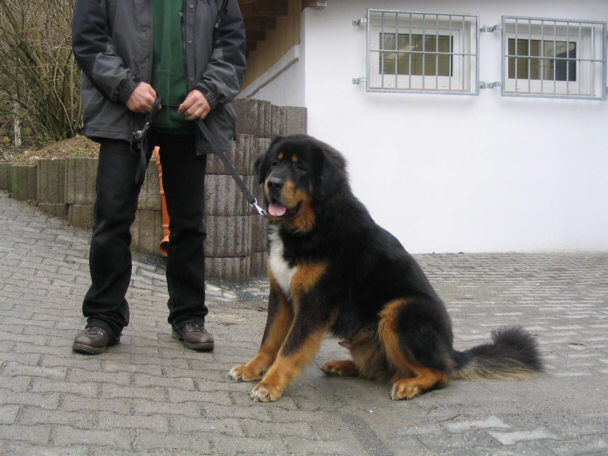 Der Tibet Mastiff