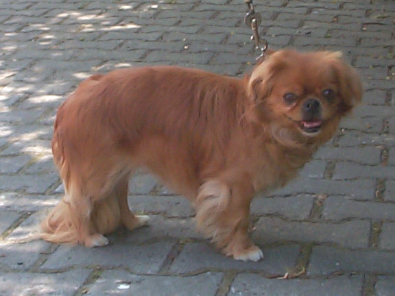 Der Tibet Spaniel