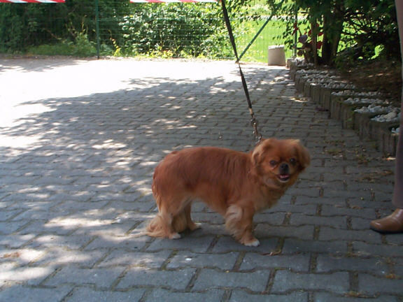 Der Tibet Spaniel