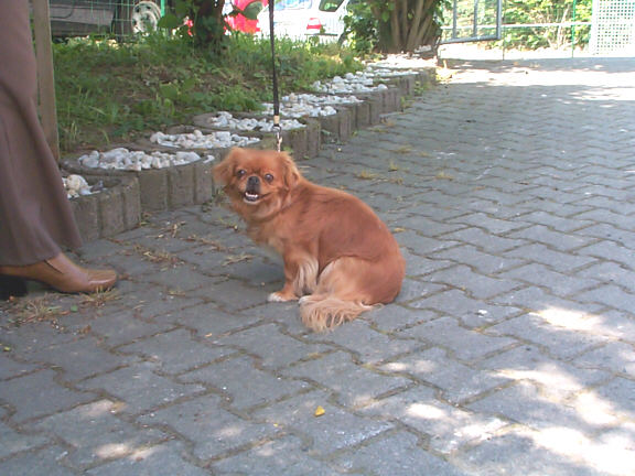 Der Tibet Spaniel