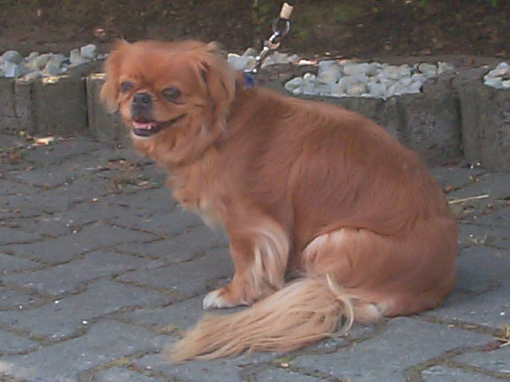 Der Tibet Spaniel